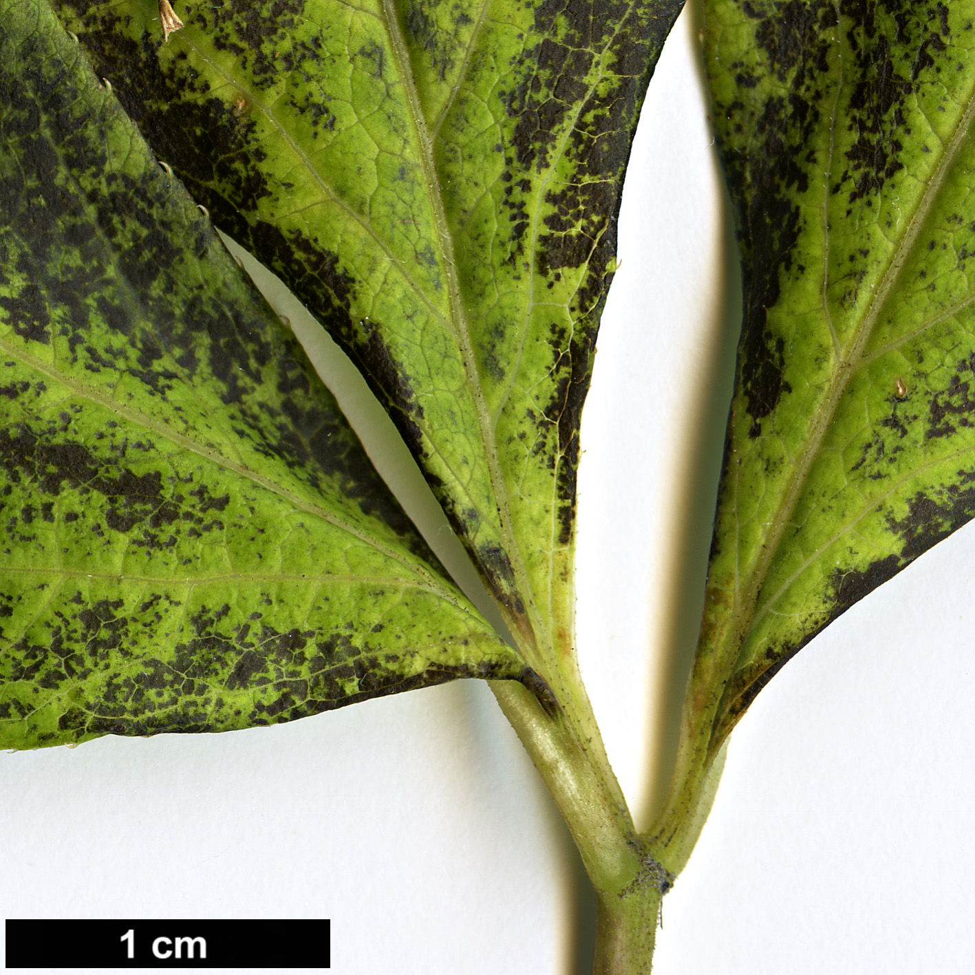 High resolution image: Family: Araliaceae - Genus: Eleutherococcus - Taxon: sessiliflorus